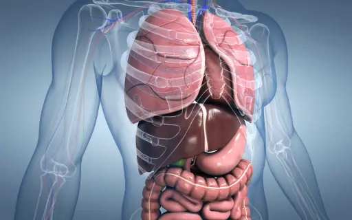 Organ Internal Abnormalities