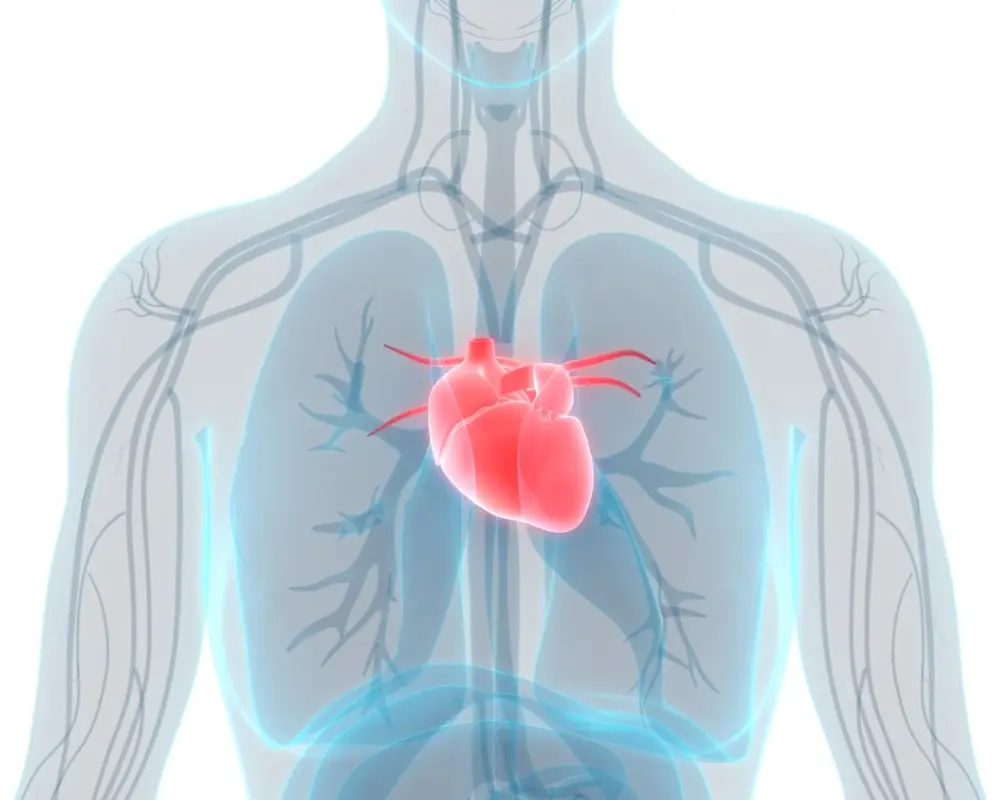 Aortic Vessel Concerns