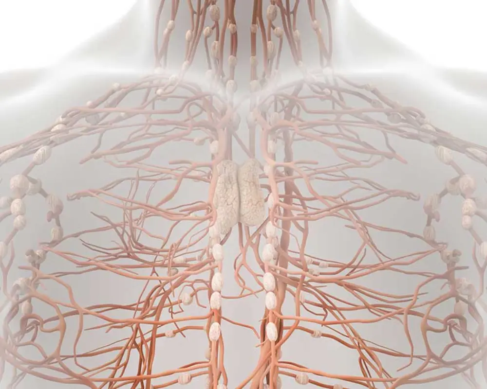 Enlarged Lymph Nodes