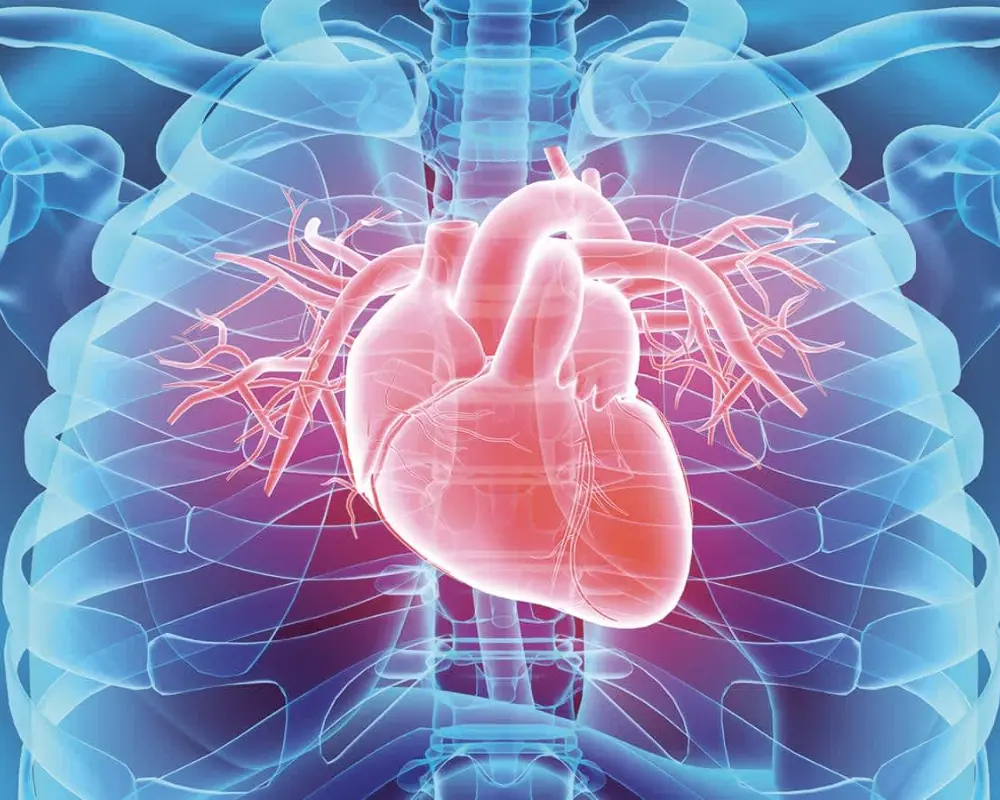 Heart Structure Concerns