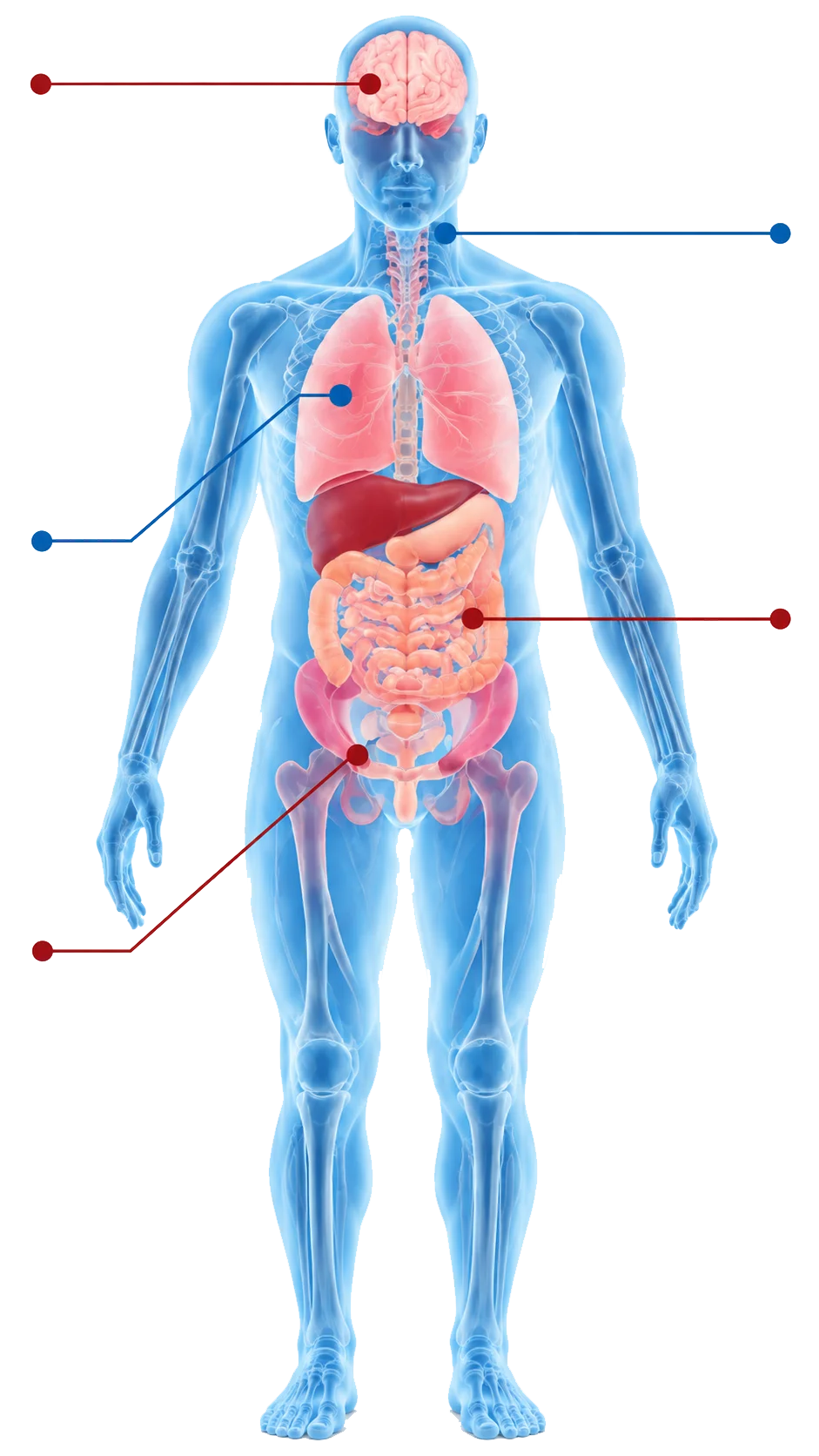 Anatomical illustration showing the main areas evaluated during a full body MRI scan, including the head, neck, chest, abdomen, and pelvis.